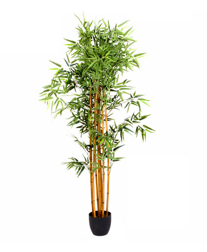 Planta de bambú artificial con maceta |  atmósfera |  hombre